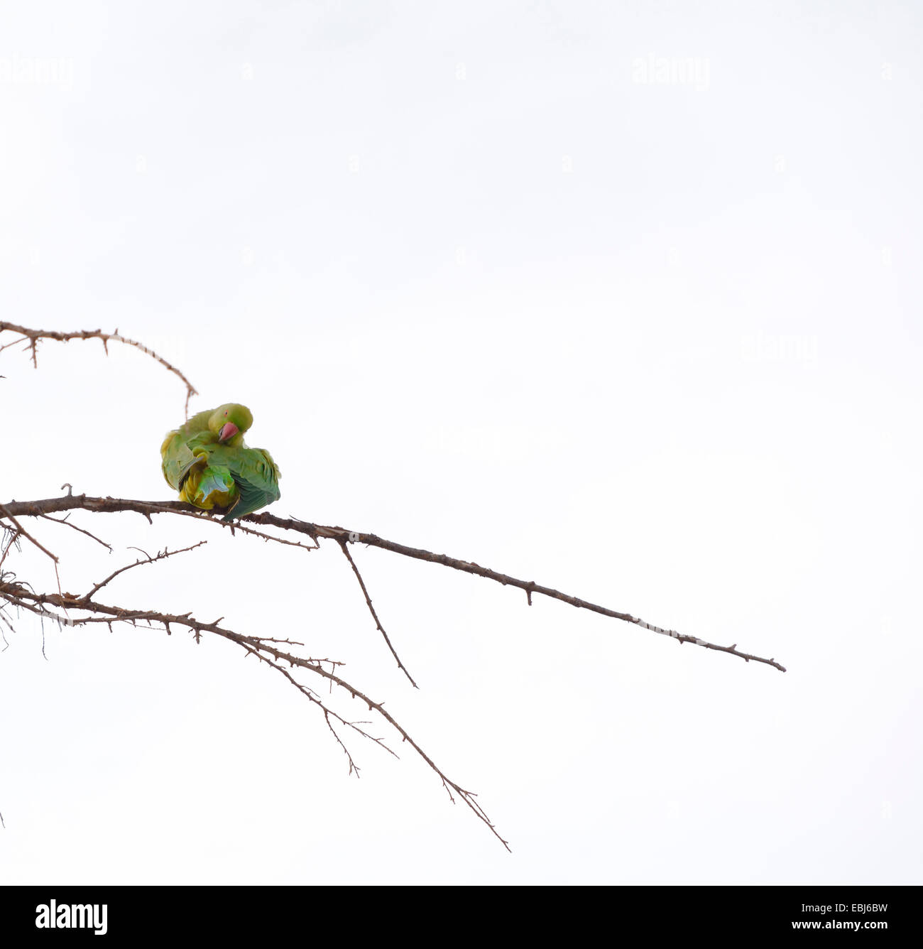 Rose-ringed Parakeet (Psittacula krameri), AKA the Ringnecked Parakeet in a tree. The Rose-ringed Parakeet has established feral Stock Photo