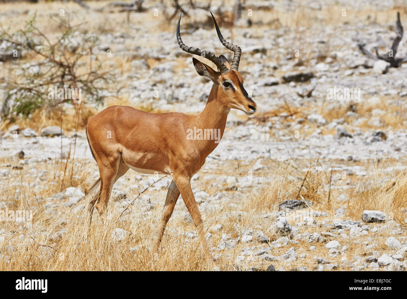 Long Horns Impala High Resolution Stock Photography and Images - Alamy