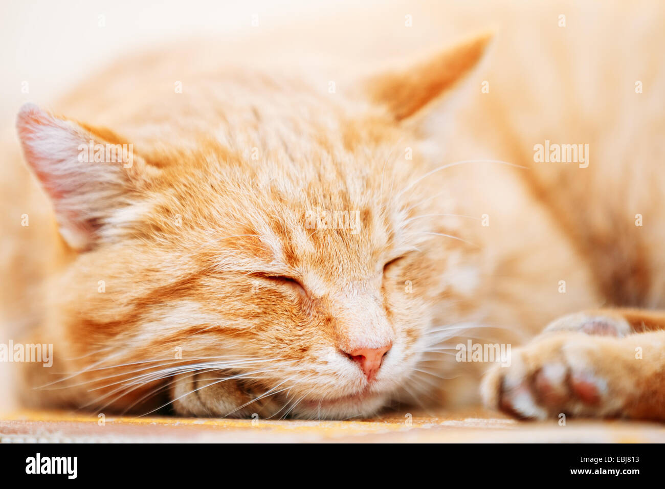 Peaceful Orange Red Tabby Cat Male Kitten Curled Up Sleeping In His Bed ...