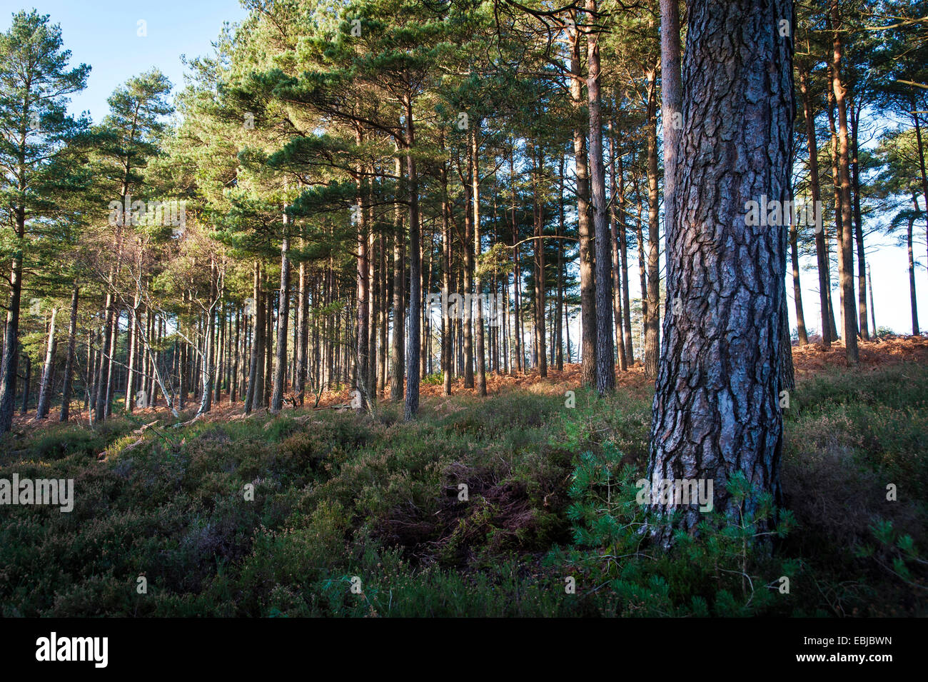 Conifer and birch woodland at Graffham Common, West Sussex, UK Stock Photo