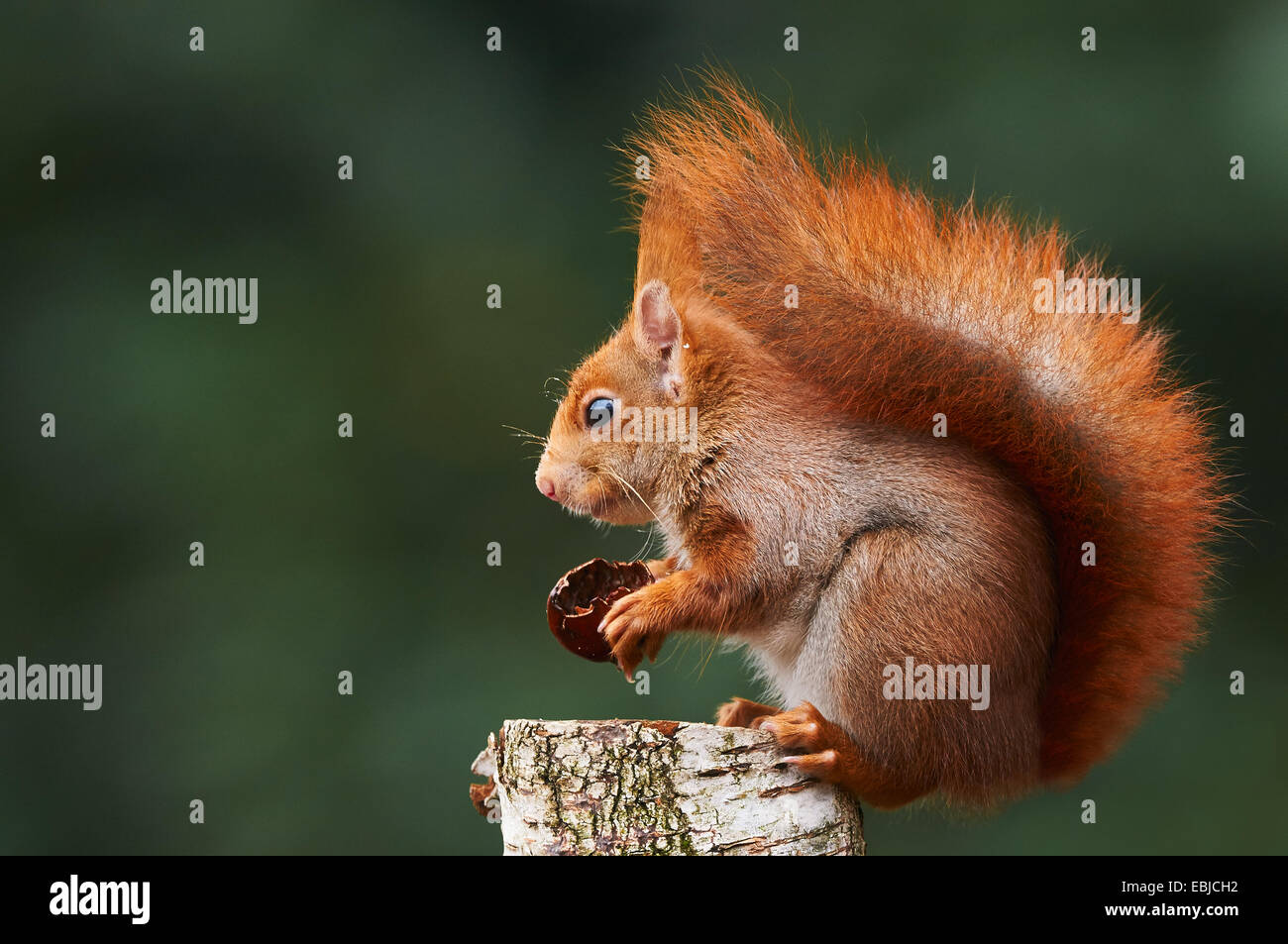 European red squirrel eating a walnut sitting on a log Stock Photo Alamy