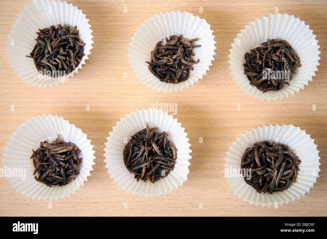 unusual insect dishes, Tenebrio molitor, larva, mealworm Stock Photo ...