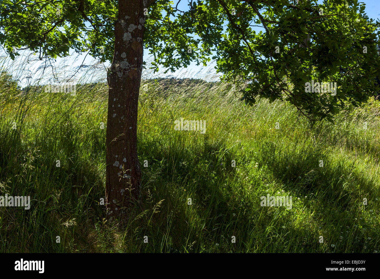 Tree in a summer meadow, grass growing under tree Czech Republic Stock Photo