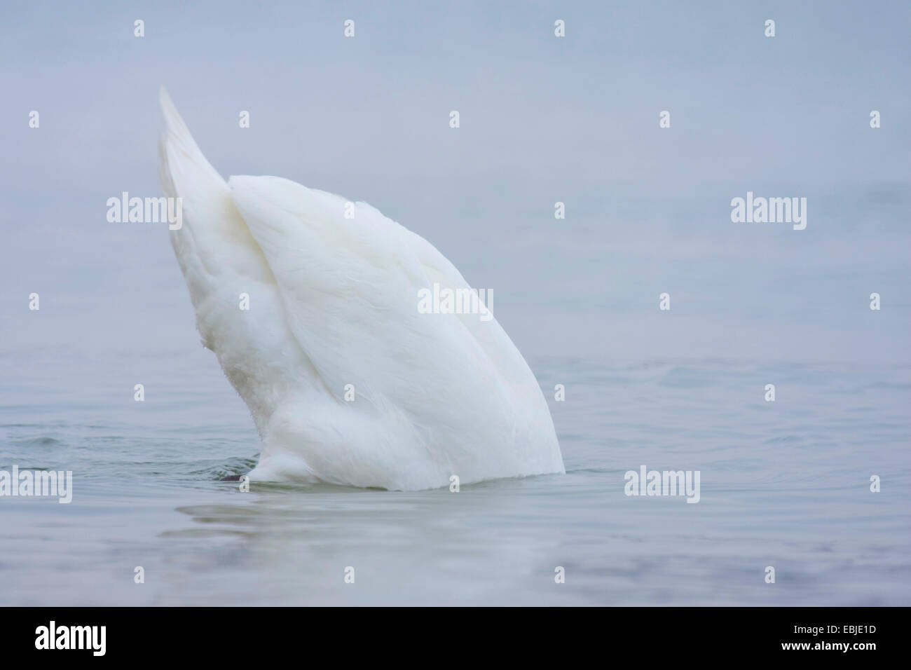 mute swan (Cygnus olor), dabbling, Germany, Baden-Wuerttemberg Stock Photo