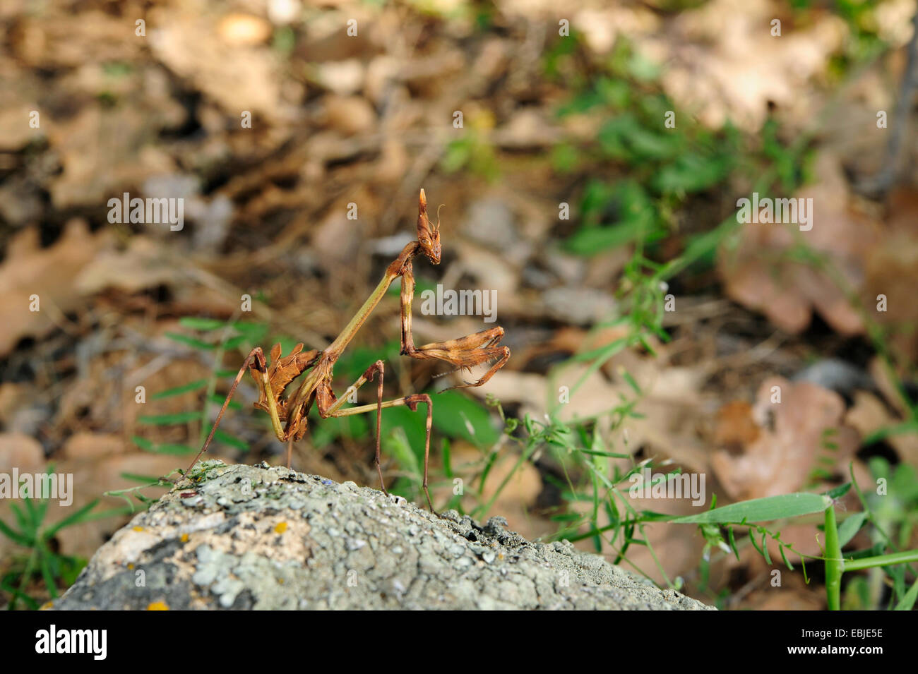 Empusa fasciata (Empusa fasciata), sitting on a stone, Greece, Thrakien