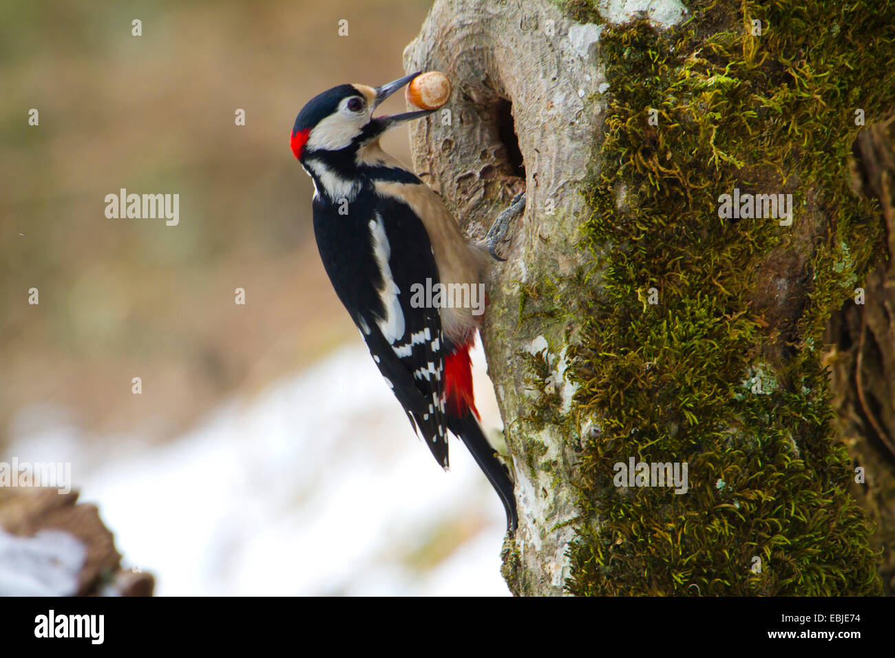 Great spotted woodpecker (Picoides major, Dendrocopos major), at a tree trunk with a hazelnut in its beak, Switzerland, Sankt Gallen Stock Photo