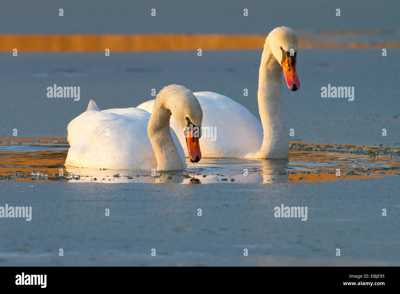 mute swan (Cygnus olor), on a frozen lake in the evening on the feed, Austria, NSG Rheindelta, Fussach Stock Photo