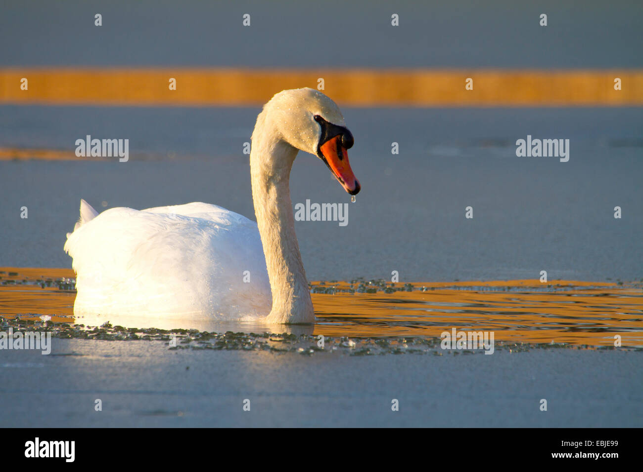 mute swan (Cygnus olor), on a frozen lake in the evening, Austria, NSG Rheindelta, Fussach Stock Photo
