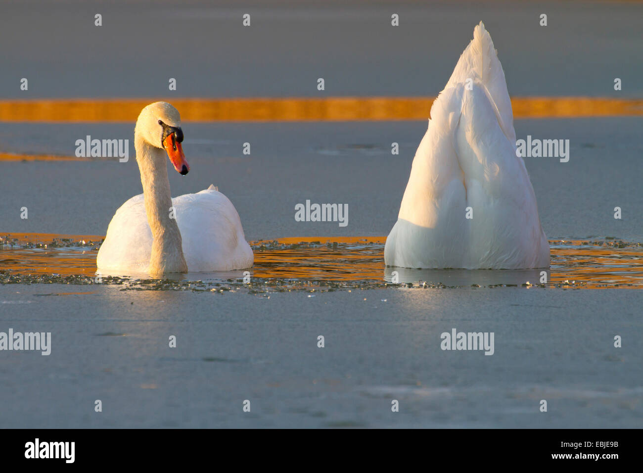 mute swan (Cygnus olor), on a frozen lake in the evening dabbling, Austria, NSG Rheindelta, Fussach Stock Photo
