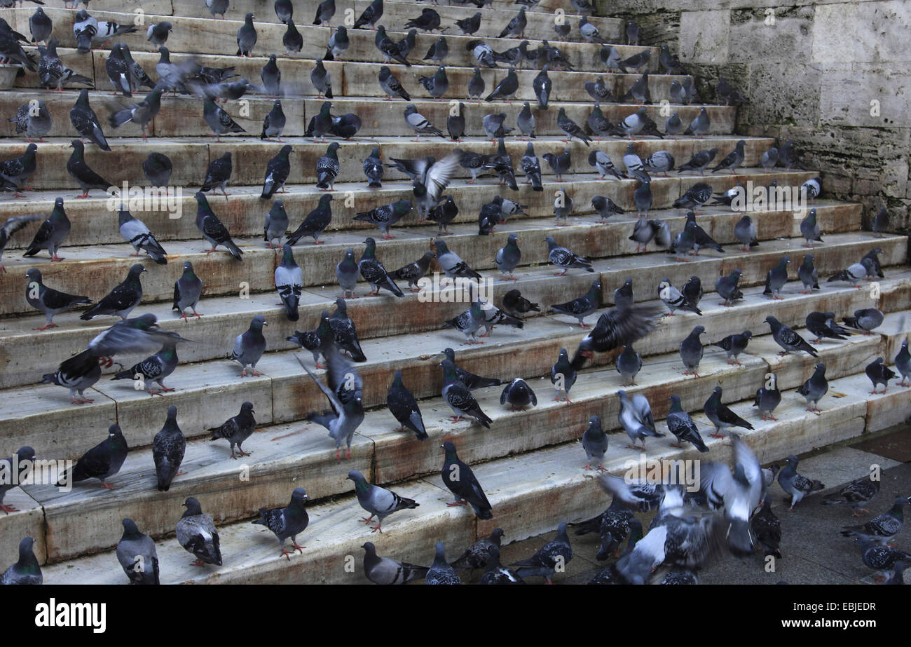 domestic pigeon (Columba livia f. domestica), on a stone stairway, looking for grain feed being thrown by passers-by, Turkey, Istanbul Stock Photo