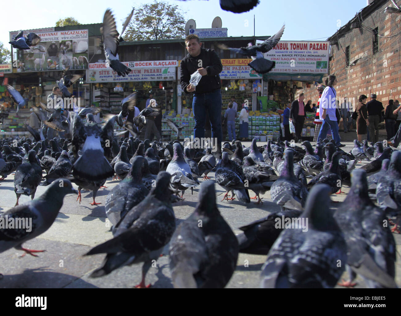 domestic pigeon (Columba livia f. domestica), man feeding pidgeons in the city, Turkey, Istanbul Stock Photo