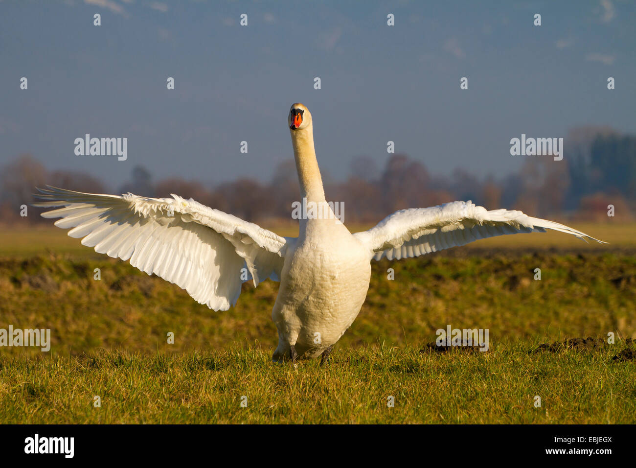 mute swan (Cygnus olor), standing in a meadow flapping wings, Austria, NSG Rheindelta, Fussach Stock Photo