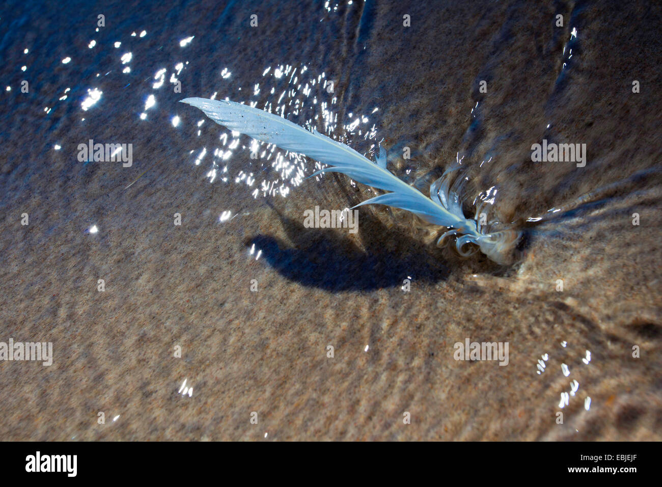 feather at the beach, Germany, Mecklenburg-Western Pomerania Stock Photo