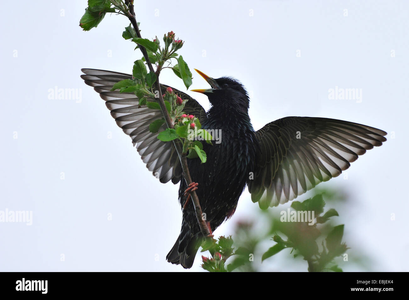 common starling (Sturnus vulgaris), sitting with outstreched wings on a twig of an apple tree, Germany Stock Photo