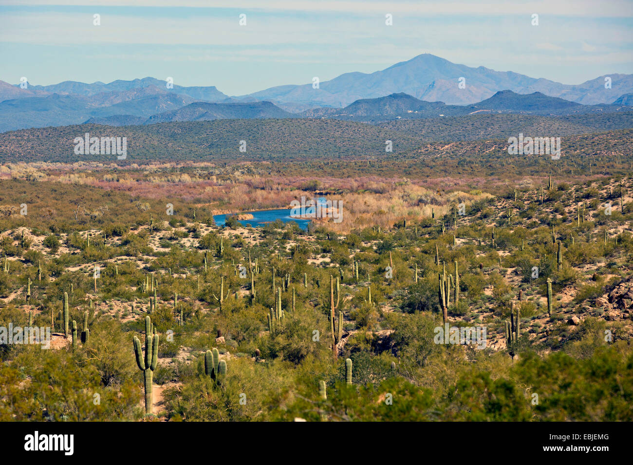 Sonora desert and Salt River, USA, Arizona Stock Photo