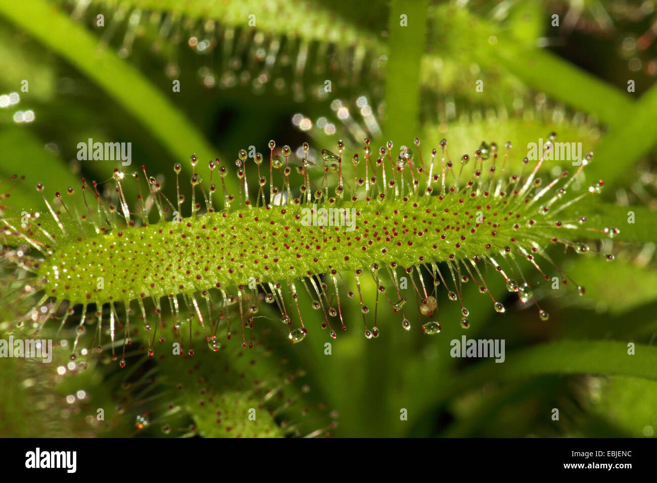 Botany flypaper trap flypaper traps carnivore carnivores hi-res stock  photography and images - Alamy