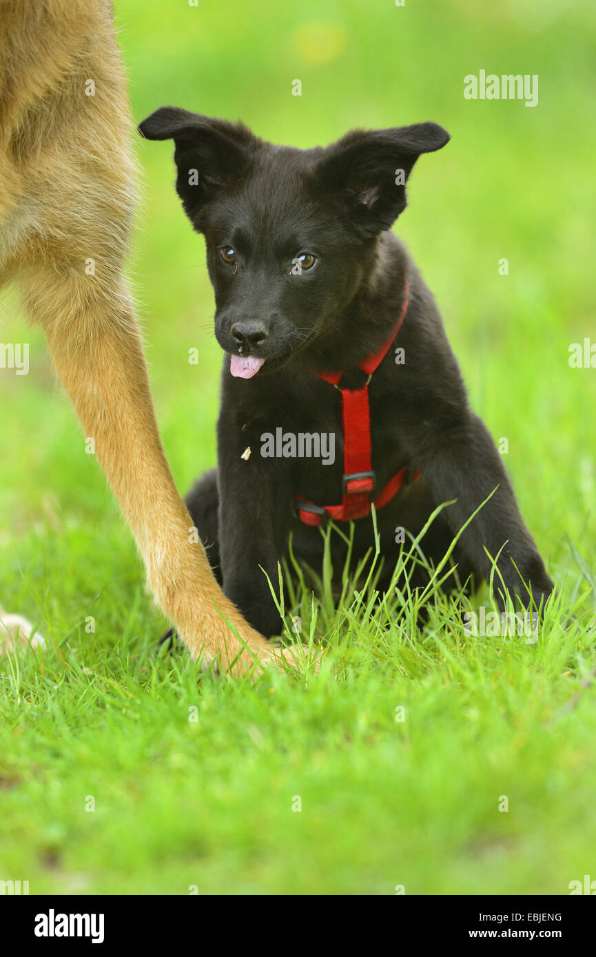 German Shepherd Dog (Canis lupus f. familiaris), black mixed breed whelp with dog harness on sitting in a meadow beside a standing adult German Shepherd Dog, Germany Stock Photo