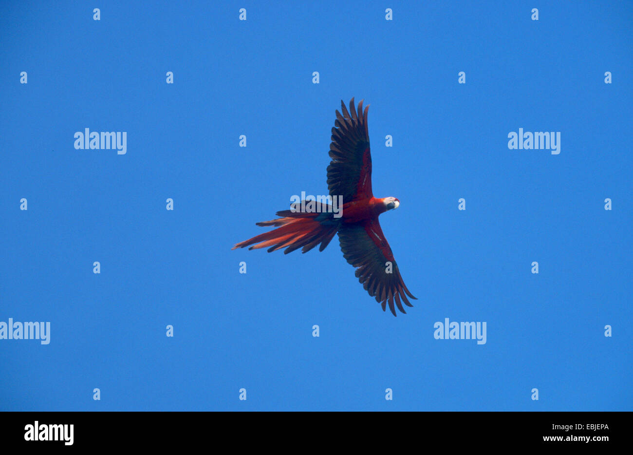 scarlet macaw (Ara macao), flying, Costa Rica Stock Photo