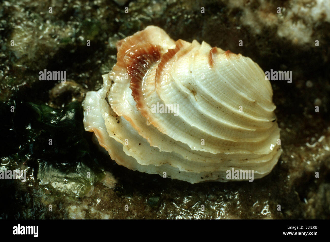 Venerupis irus hi-res stock photography and images - Alamy