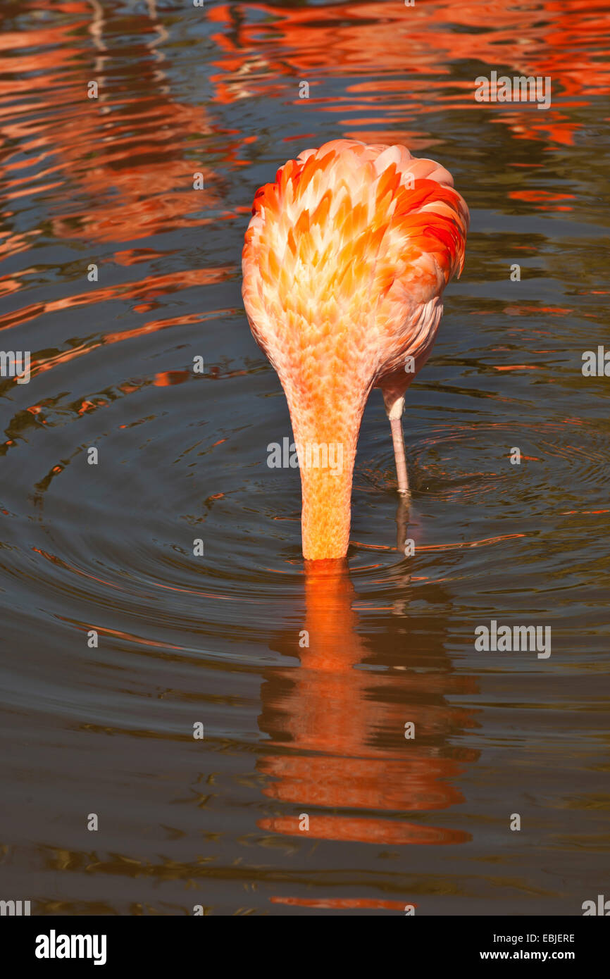 Greater flamingo, American flamingo, Caribbean Flamingo (Phoenicopterus ruber ruber), standing in shallow water with head under water, searching food Stock Photo