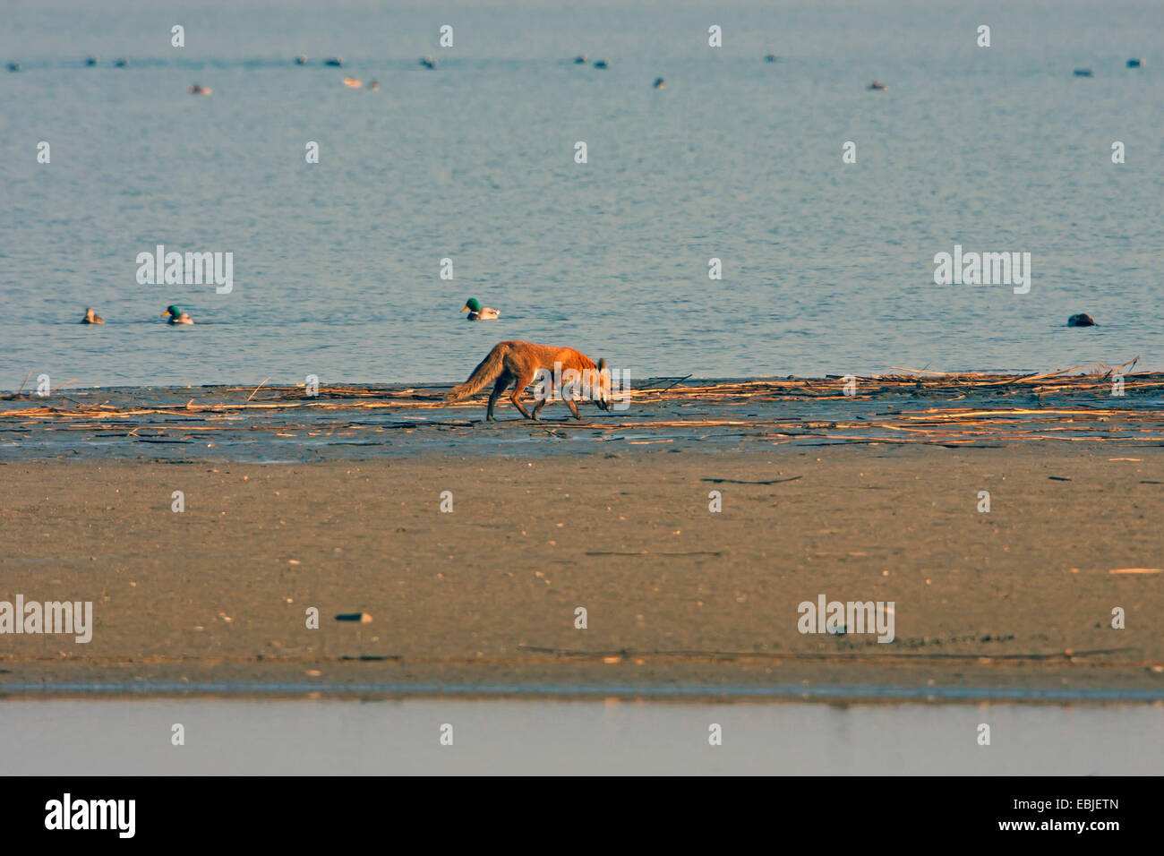 red fox (Vulpes vulpes), on the feed on the shore, Austria, NSG Rheindelta Stock Photo