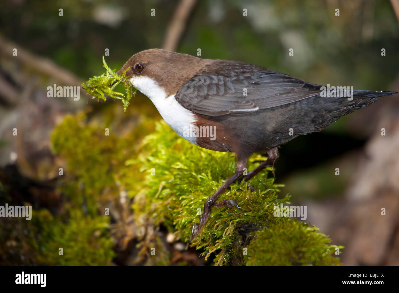dipper (Cinclus cinclus), sitting on a mossy branch with nesting material in its beak, Switzerland, Sankt Gallen Stock Photo