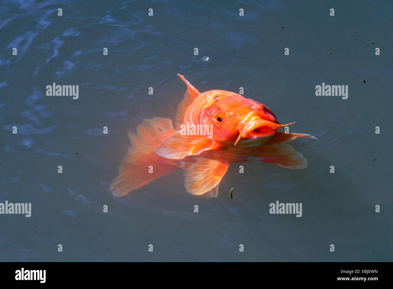 koi carp (Cyprinus carpio), sticking the head out of the water Stock Photo