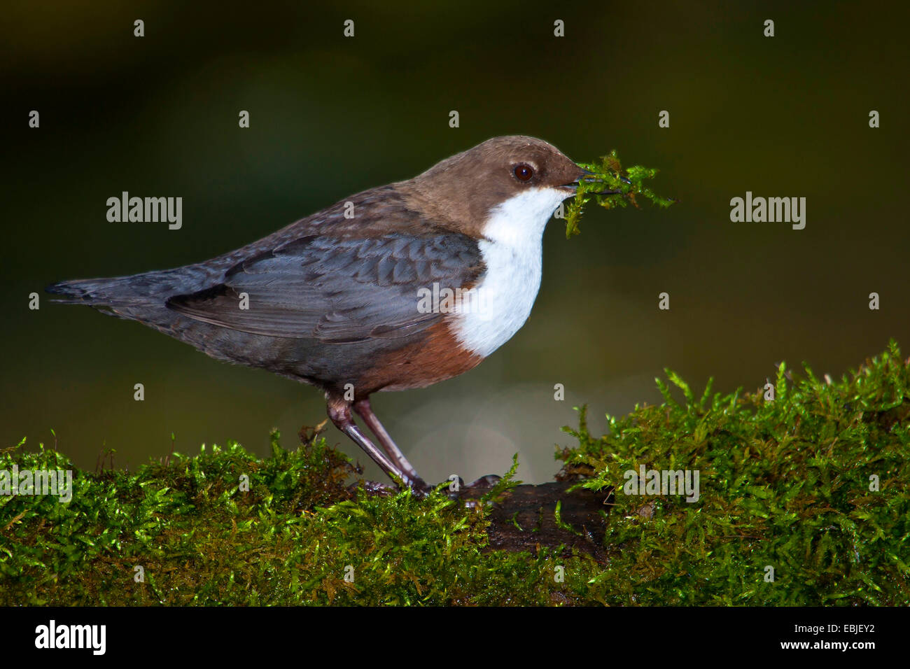 dipper (Cinclus cinclus), sitting on a mossy branch with nesting material in its beak, Switzerland, Sankt Gallen Stock Photo
