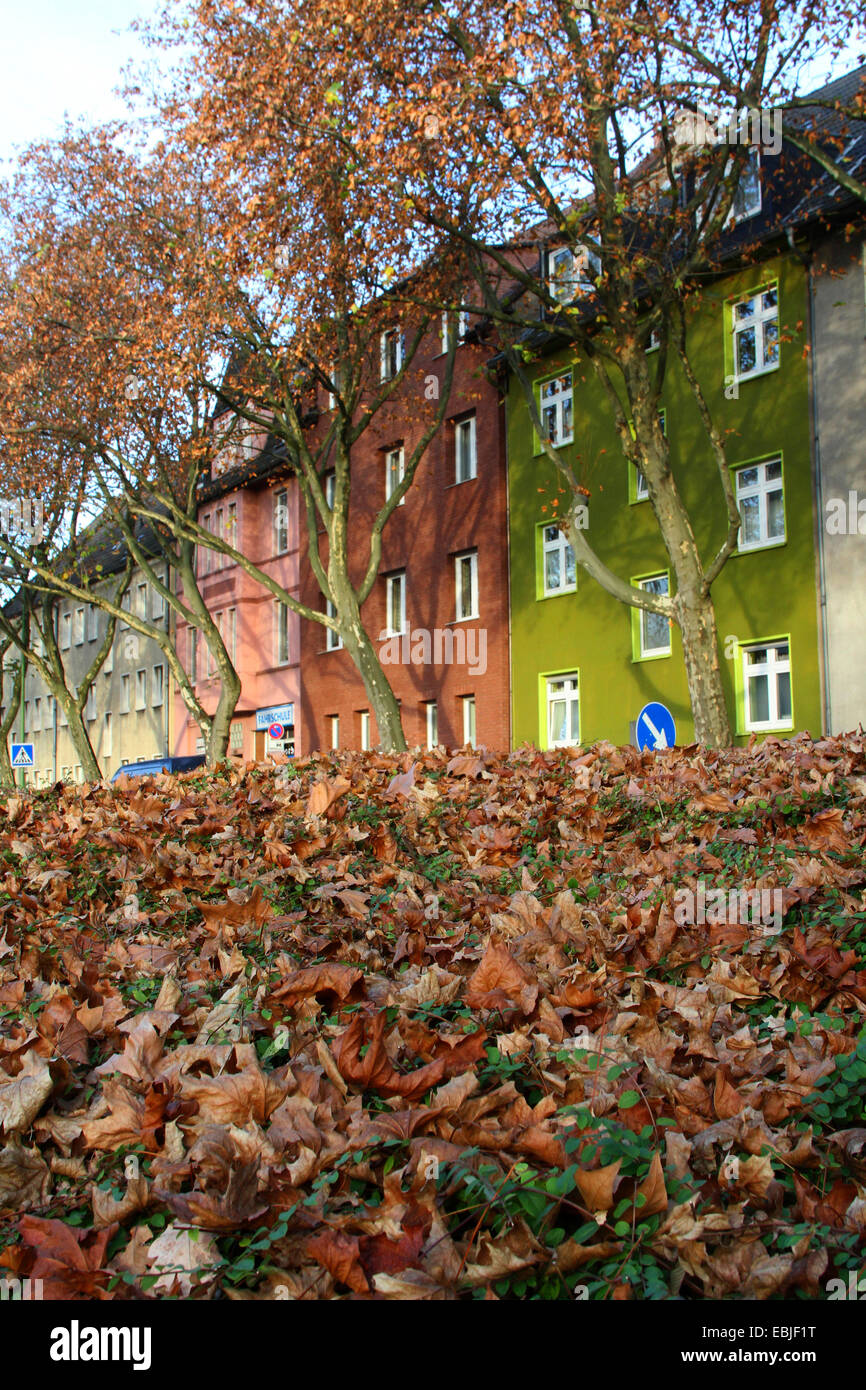 European plane, maple-leaved plane, London plane, London planetree (Platanus hispanica, Platanus x hybrida, Platanus hybrida, Platanus acerifolia), bed covered with autumn foliage and row of trees in front of a row of multi-family houses, Germany, NRW, Ruhr Area, Essen Stock Photo