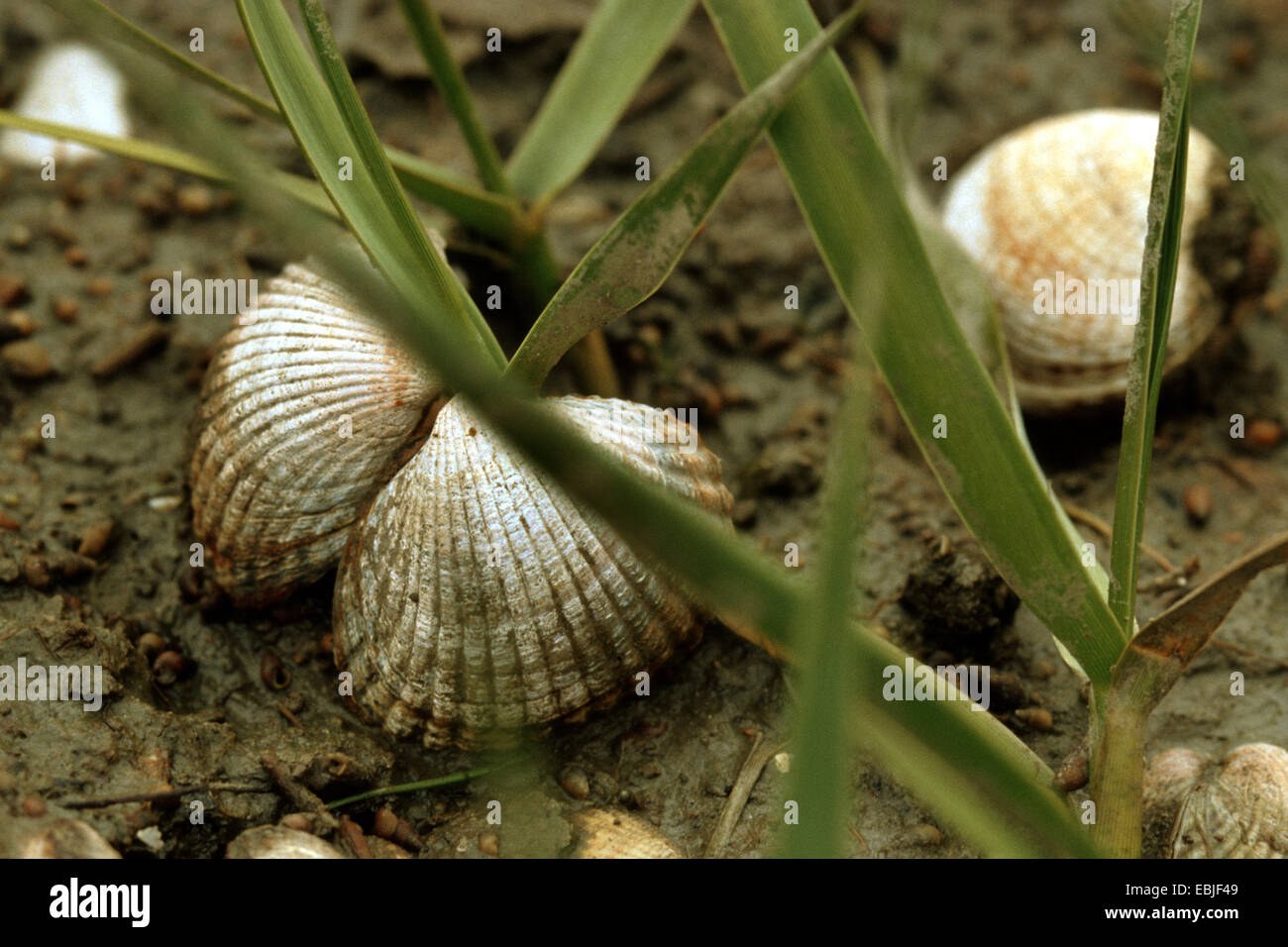 common cockle, common European cockle, edible cockle (Cerastoderma
