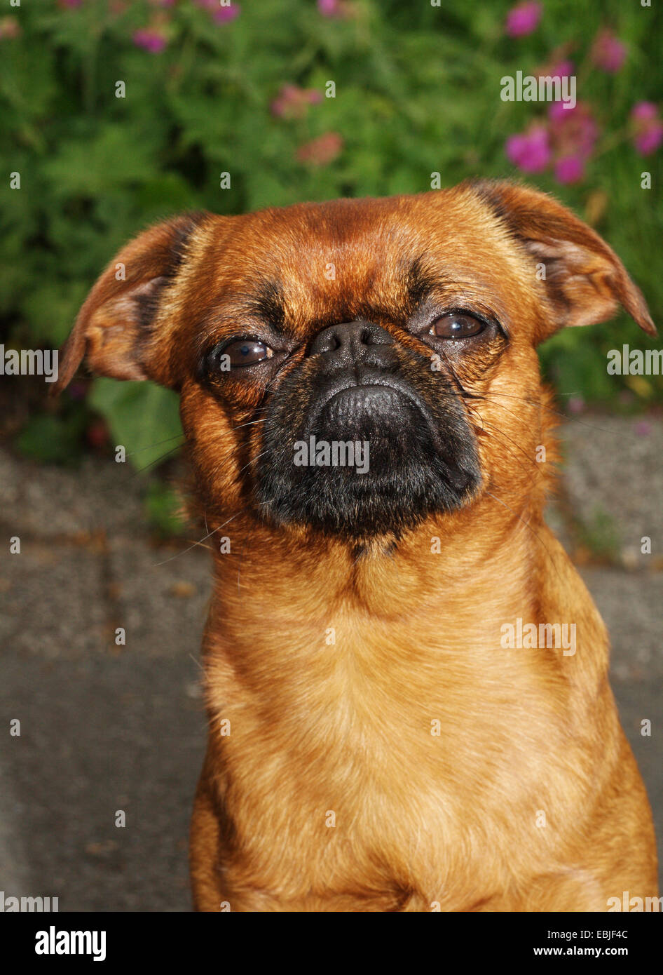 Small Brabant Griffon (Canis lupus f. familiaris), portrait Stock Photo