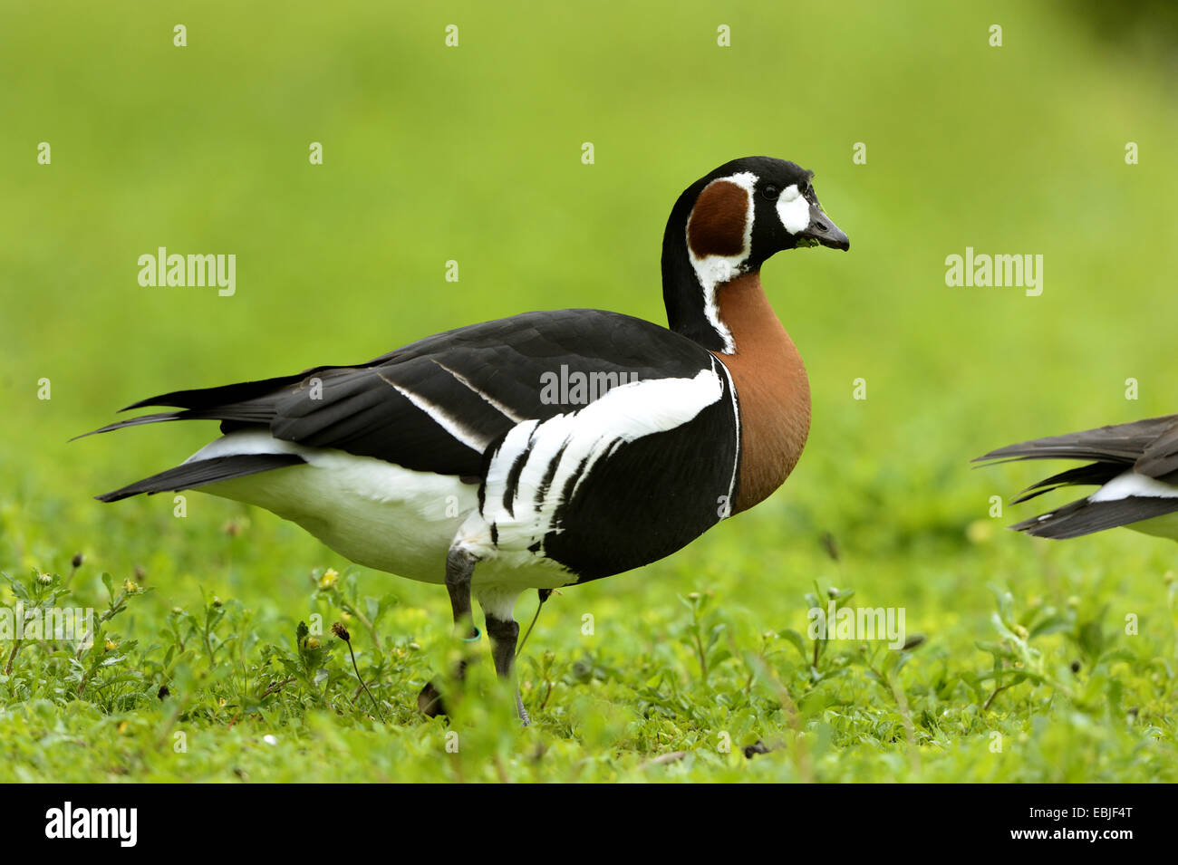 red-breasted goose (Branta ruficollis), standing in a meadow Stock Photo