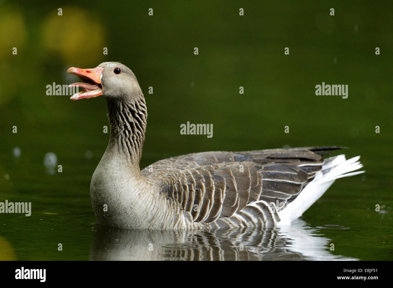 greylag goose (Anser anser), swimming and quacking on the water