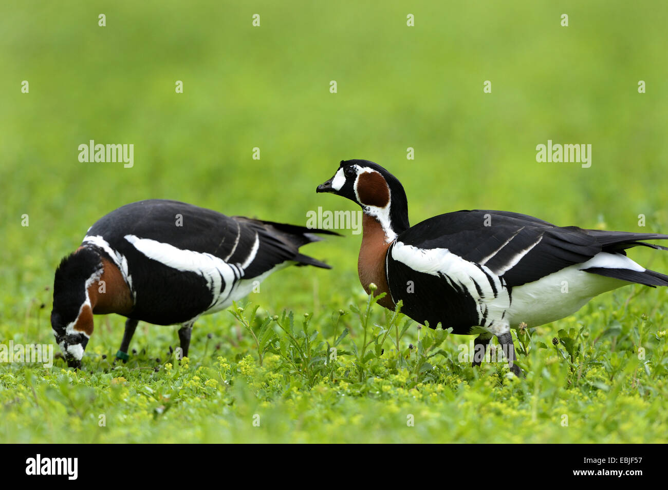 red-breasted goose (Branta ruficollis), two red-breasted geese in a meadow Stock Photo