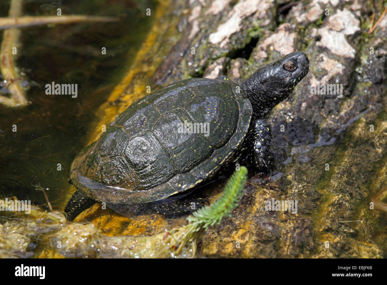 European pond terrapin, European pond turtle, European pond tortoise (Emys orbicularis), at the bank on birch trunk Stock Photo