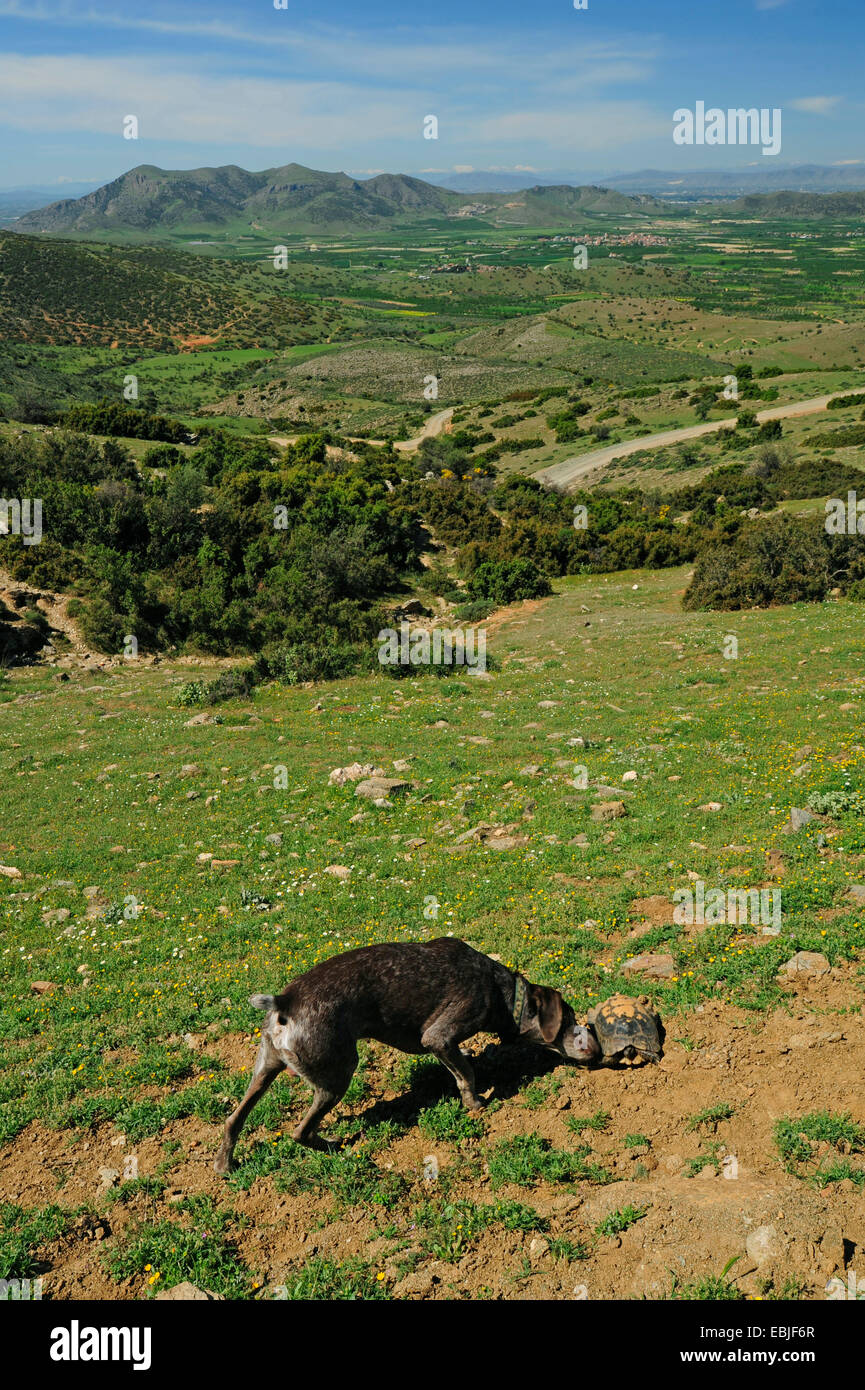 margined tortoise, marginated tortoise (Testudo marginata), hunting dog sniffing at a turtle on Mount Ossa, Greece, Thessaly, Ossa Stock Photo