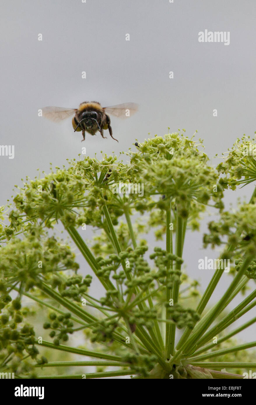 bumble bee flying to umbellifer, Germany Stock Photo
