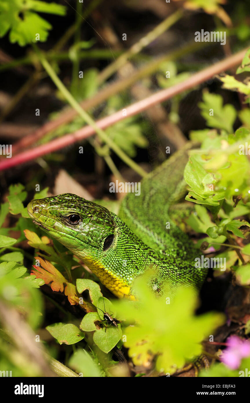 Balkan green lizard, Balkan emerald lizard (Lacerta trilineata, Lacerta trilineata major), female sitting among green plants, Greece, Epirus, Parga Stock Photo