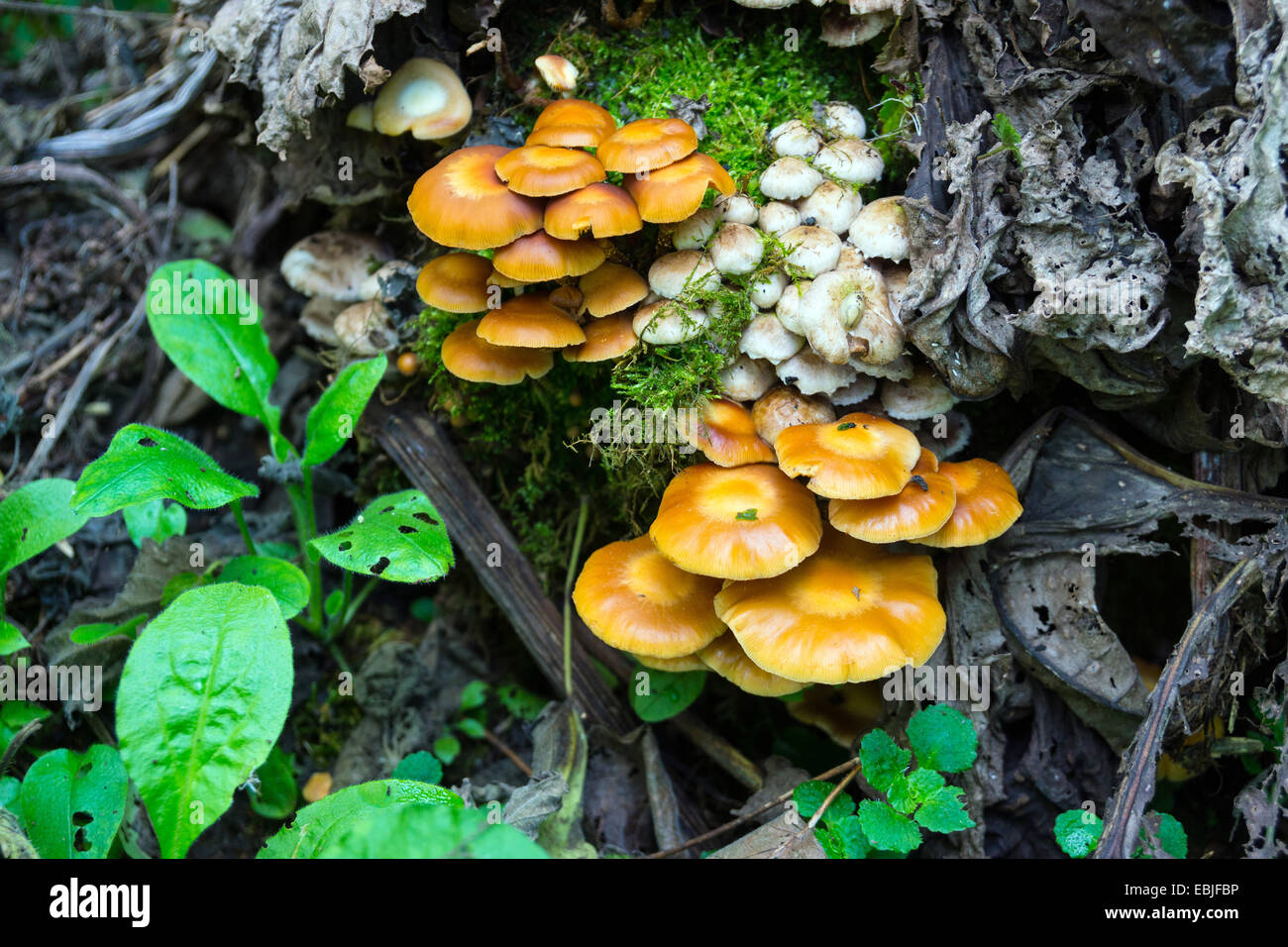Yellow and white fungi growing on dead tree stump Stock Photo Alamy