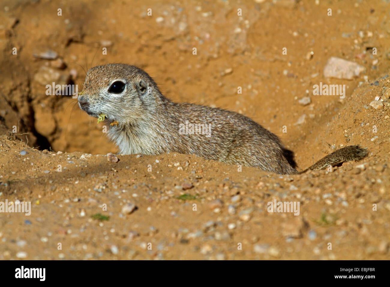 ground squirrels, susliks, sousliks (Citellus spec., Spermophilus spec.), young at den, USA, Arizona, Phoenix Stock Photo