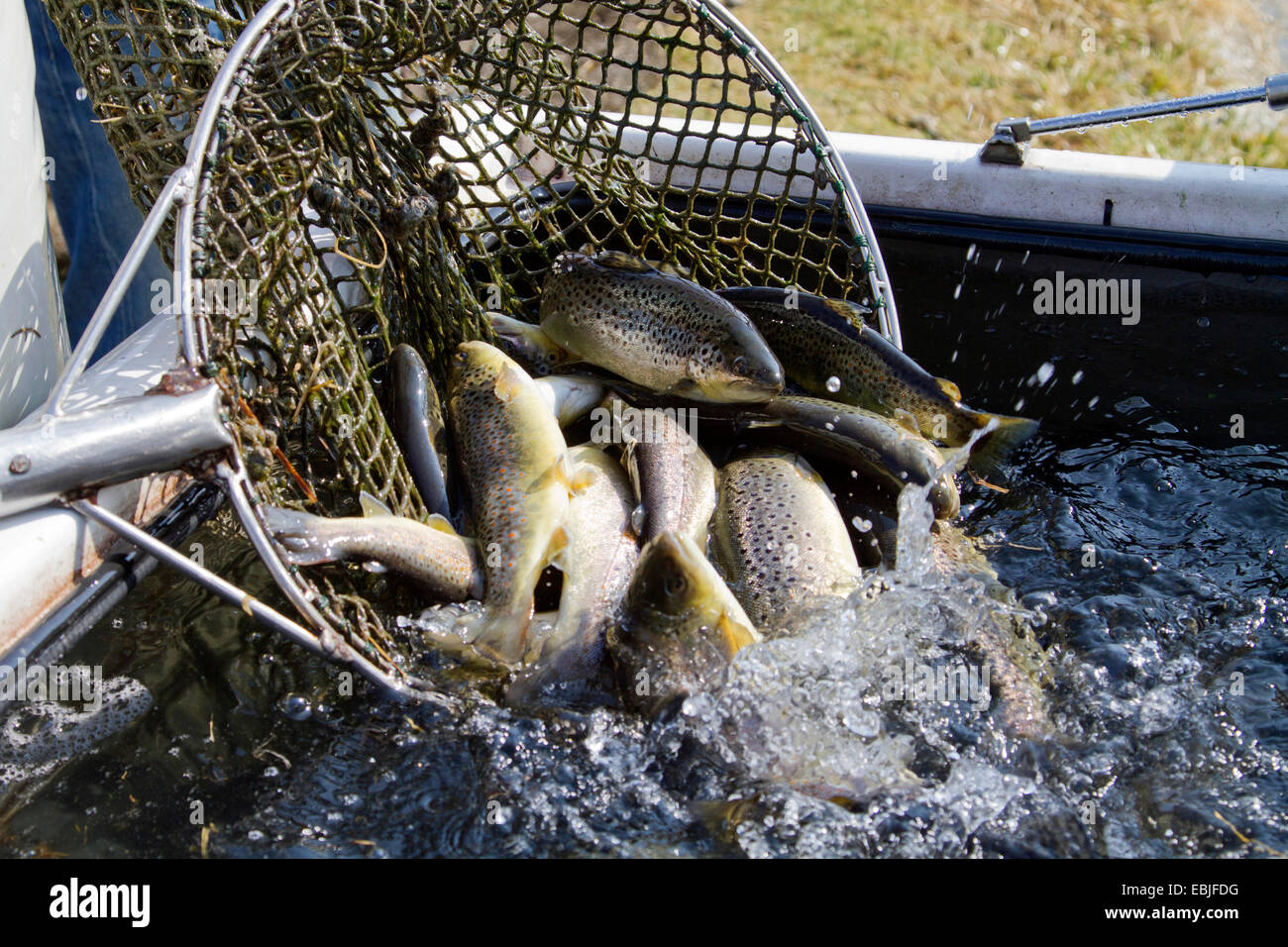brown trout, river trout, brook trout (Salmo trutta fario), fish transport for release in a river Stock Photo