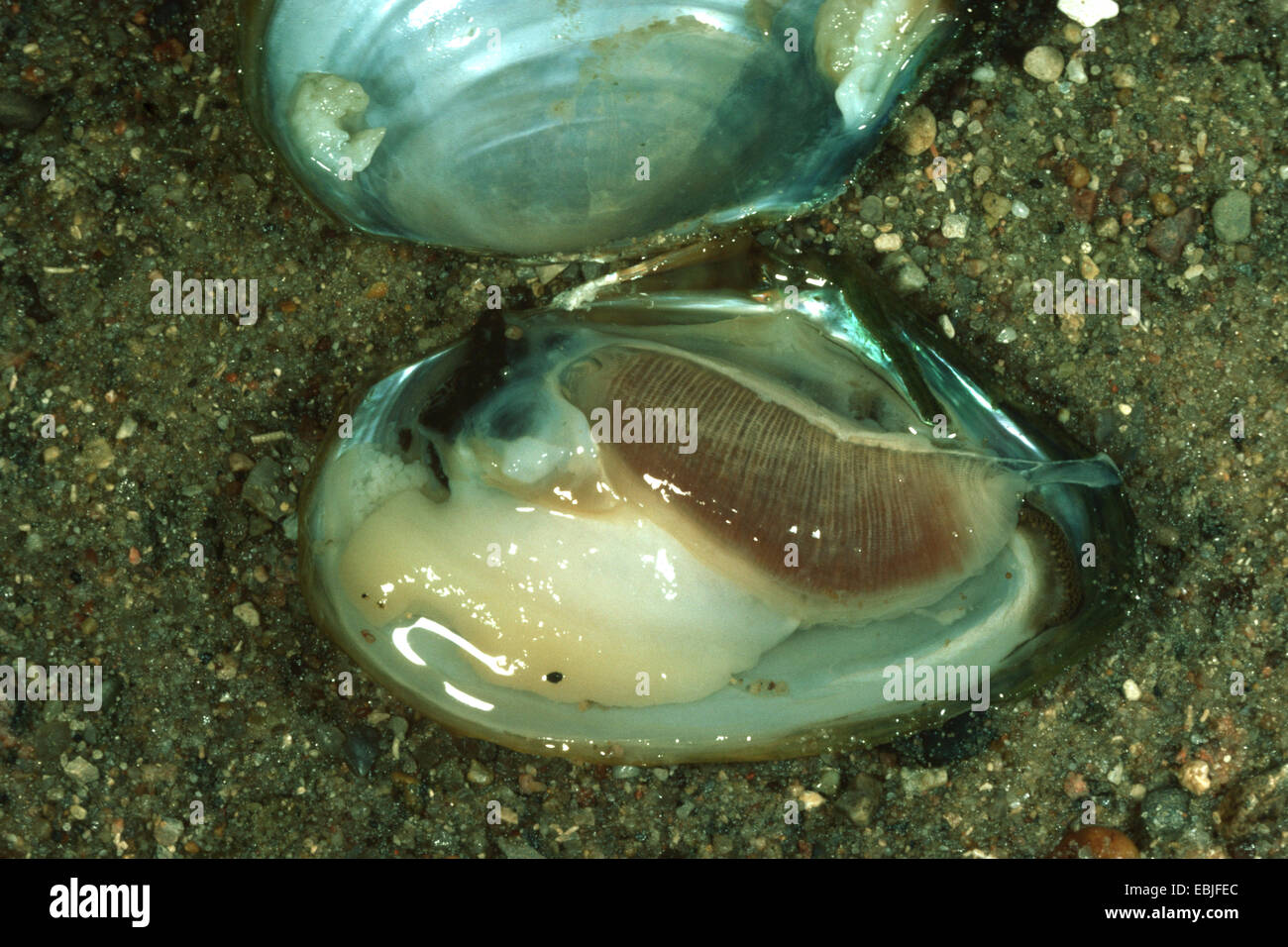 duck mussel (Anodonta anatina), lying open in the sand Stock Photo