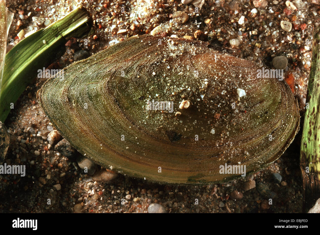 swan mussel (Anodonta cygnea), lying in the sand Stock Photo