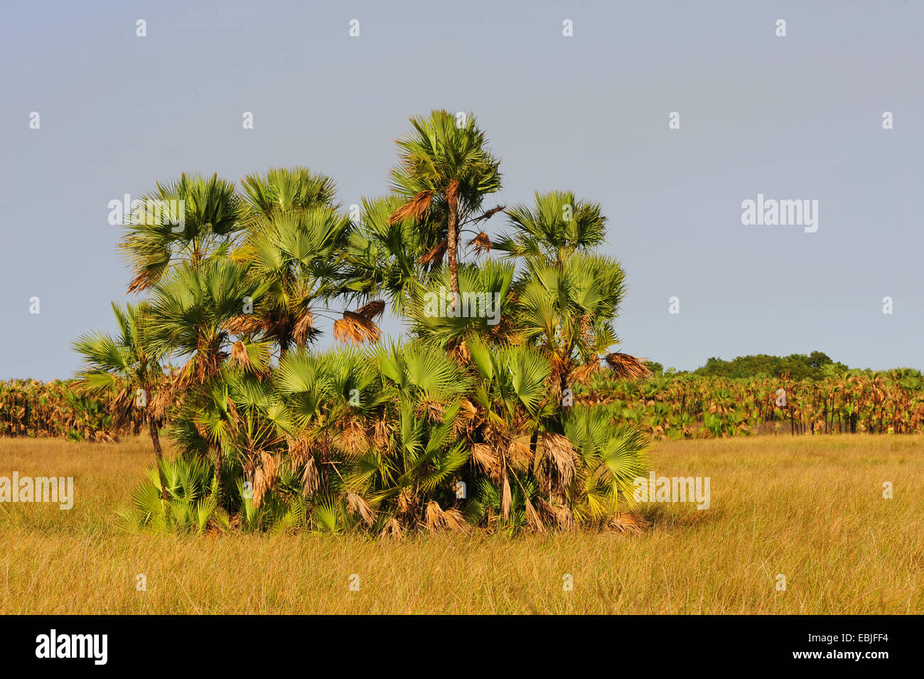 palmtrees in a wetland, Honduras, La Mosquitia, Las Marias Stock Photo