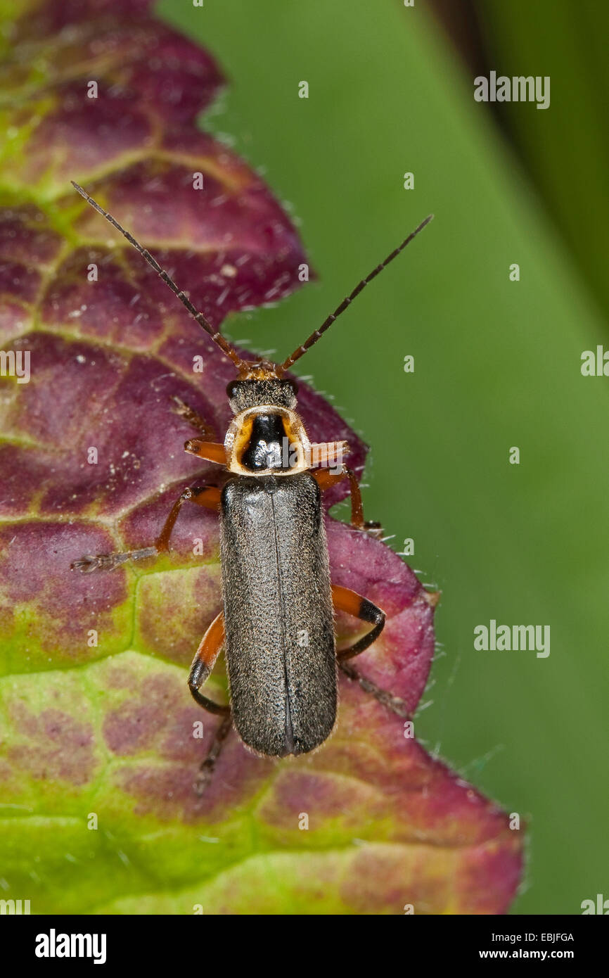 soldier beetle, soldier beetles, cantharid (Cantharis nigricans), sitting on a leaf, Germany Stock Photo