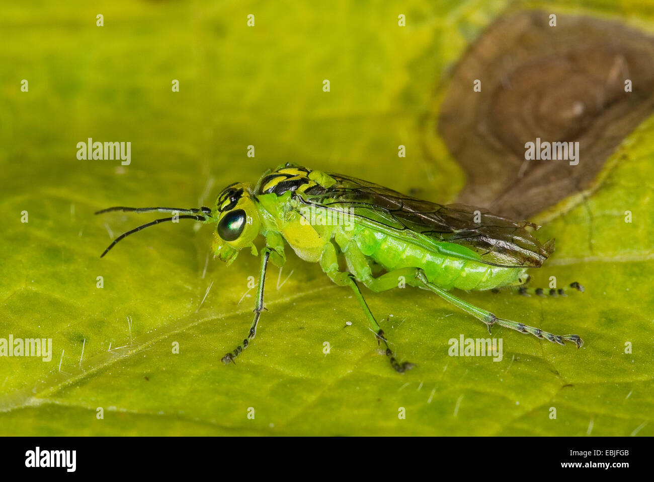 green sawfly (Rhogogaster chlorosoma, Tenthredo chlorosoma), female sitting on a leaf, Germany Stock Photo