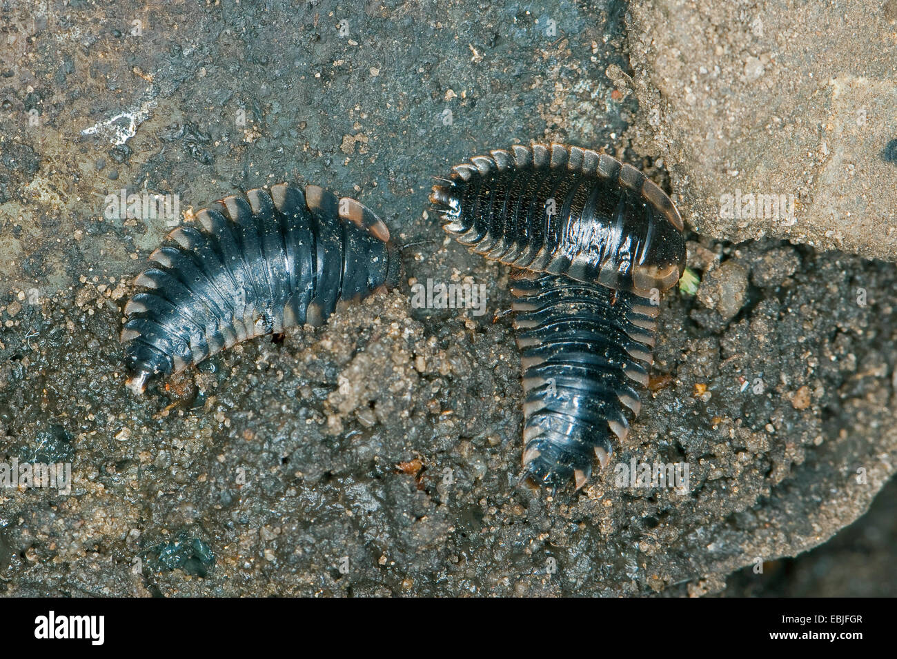 Rothalsige-Silphe-Larve (Oiceoptoma thoracica, Oiceoptoma thoracicum, Oeceoptoma thoracicum), larvae, Germany Stock Photo