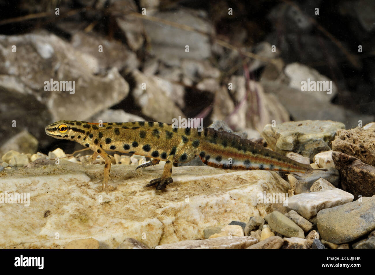 smooth newt (Triturus vulgaris, Lissotriton vulgaris graecus, Lissotriton graecus), male, Greece, Macedonia, Olymp Stock Photo