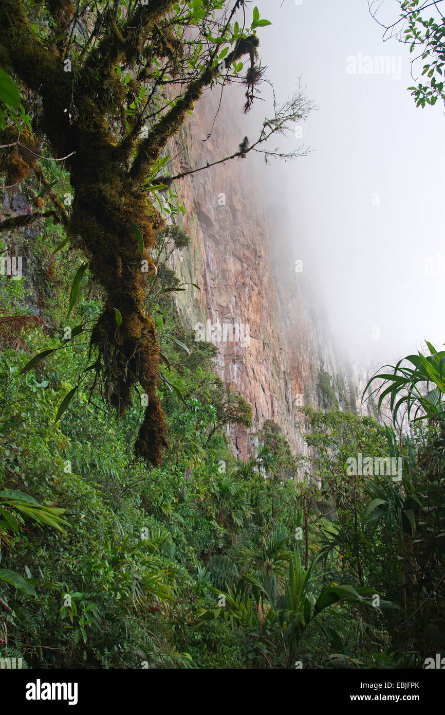 view through the thicket at a vertical rock wall in the fog at the ascent to Mount Roraima, Venezuela, Canaima National Park Stock Photo