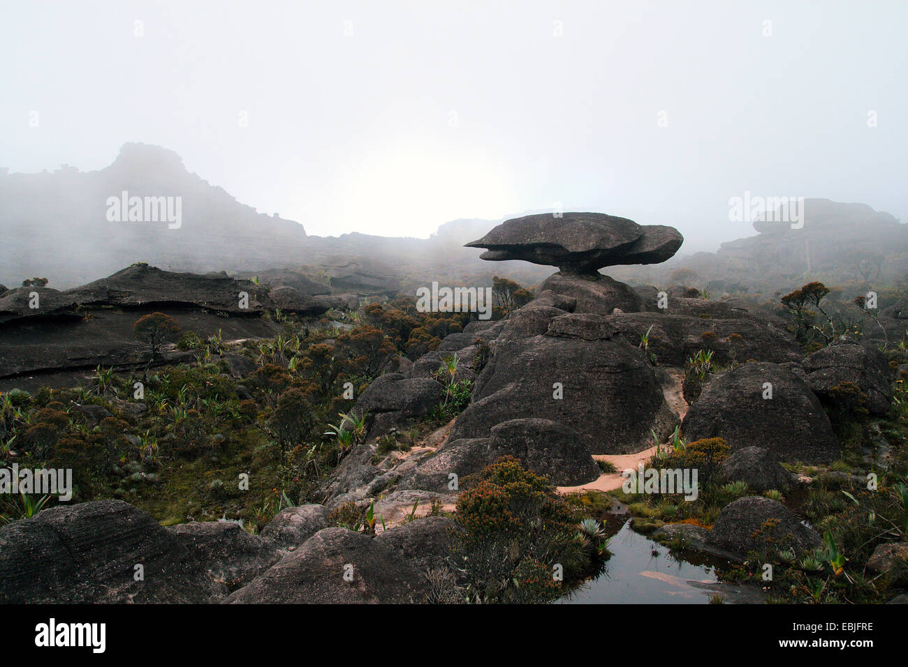 bizarr sandstone formation 'flying turtle' on Mount Roraima, Venezuela, Canaima National Park Stock Photo
